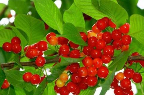 大樱桃树为啥做果后自己脱落 樱桃树挂果为什么会掉