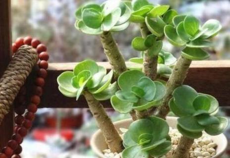 金钱木光杆了怎么办（金钱木的杆子软了怎么办）