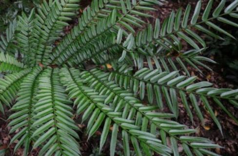 观音坐莲蕨是保护植物吗（观音座莲蕨野生保护）