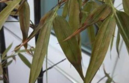 竹子枯黄还有救吗（竹子 枯黄）