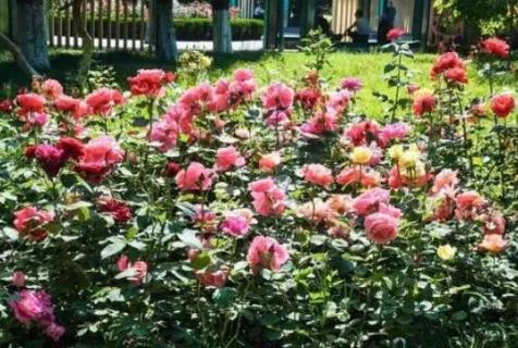 月季叶子黑斑怎么处理 月季叶子有黑斑怎么处理