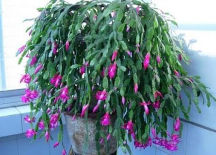 蟹爪兰到底要不要晒太阳（蟹爪兰到底要不要晒太阳在室外）