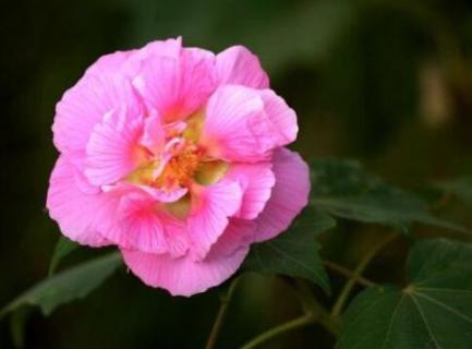 芙蓉花一年开几次花（芙蓉花一年开几次花怎么修剪一盆栽几棵）