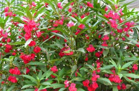 凤仙花的茎是什么类型的茎（凤仙花的茎是什么茎什么或什么常与花色有关）