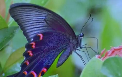 凤尾蝶常见吗（凤尾蝶可怕）