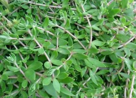 垂盆草长什么样 垂盆草长什么样有什么功效泡水喝