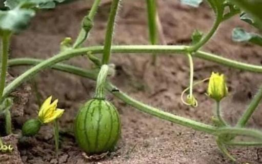 西瓜是主蔓留瓜还是侧蔓留瓜（西瓜是主蔓留瓜还是侧蔓留瓜好）