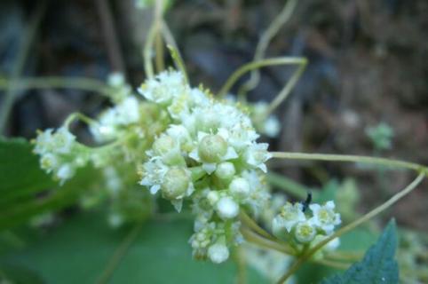 兔丝子是什么植物 兔儿丝是什么植物