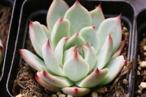 多肉叶子变黄脱落什么原因 多肉叶子变黄掉落