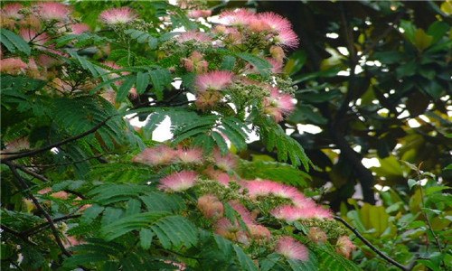 合欢树和芙蓉树的区别