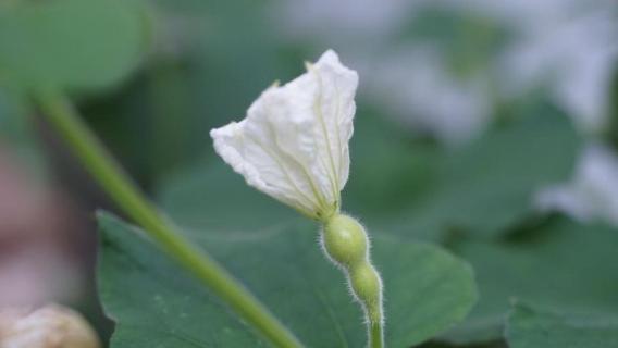 葫芦雌花闭了还能授粉吗（葫芦授粉成功花何时掉）