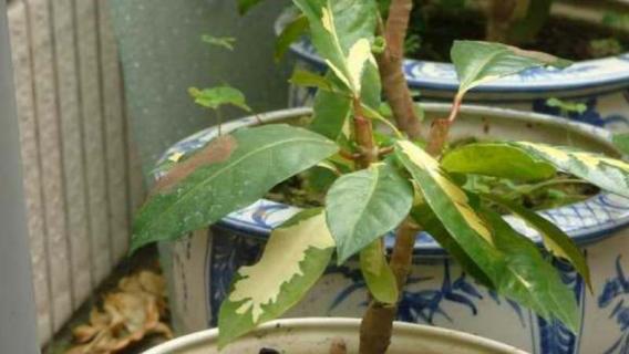 植物叶子白化是什么原因 植物叶片白化