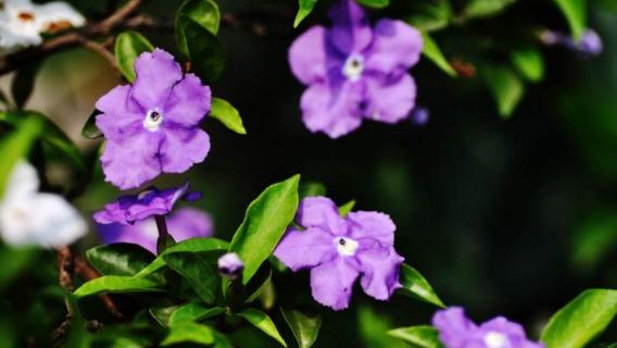 紫茉莉和夜来香是一种花吗 紫茉莉和夜来香是一种花吗为什么