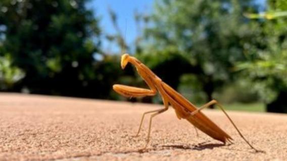 螳螂吃什么植物（螳螂吃什么植物的图片）