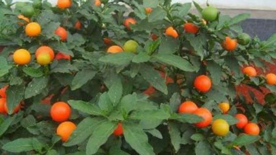 四季果只开花不结果什么原因（四季果开花就落不长果）