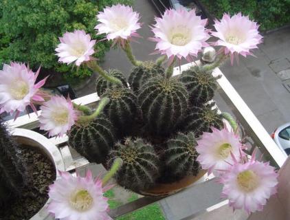 仙人掌是花吗（仙人掌是花吗还是树）