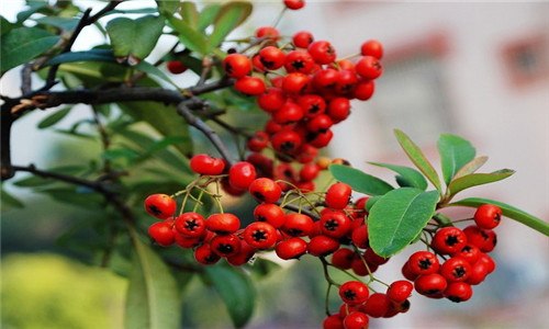 红十月海棠盆景是指什么树 红叶海棠树特点