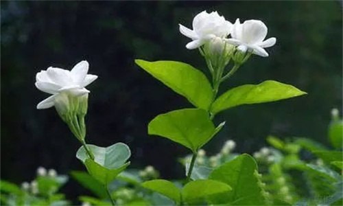 茉莉花掉花苞是怎么回事（茉莉花掉花苞什么原因）