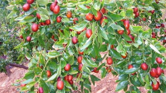 枣树不结枣怎么回事（枣树为什么不结枣怎么办）