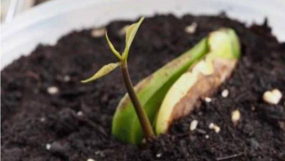 芒果种子种出来了能结芒果吗（芒果种子种出来了能结芒果吗有多少斤）