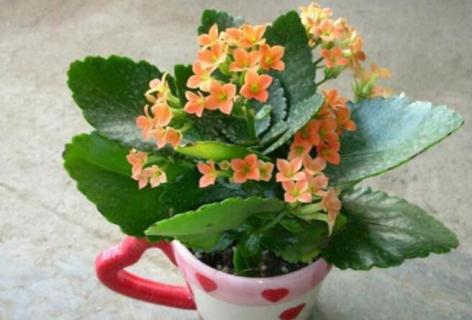 长寿花喜欢阳光吗（长寿花喜欢阳光吗?）