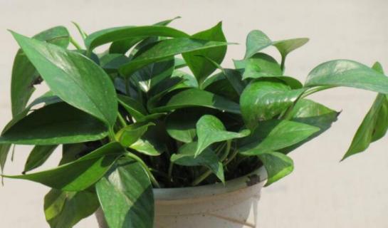 绿萝是什么植物 绿萝是什么植物?各方面具体介绍一下