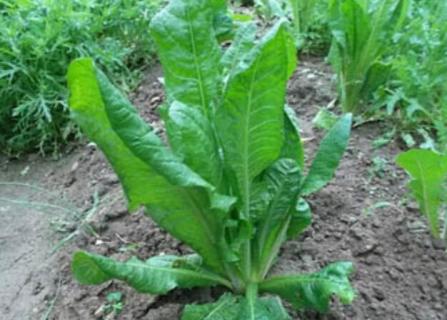 什么是菊苣 菊苣栀子茶