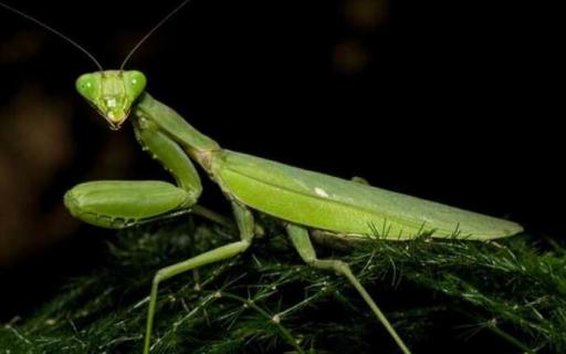 螳螂吃叶子吗 螳螂吃叶子吗图片