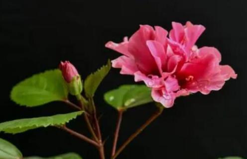 扶桑花为什么总是掉花苞（扶桑花老是掉花苞）