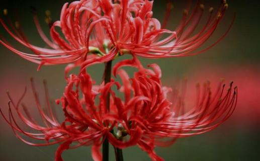 彼岸花又叫什么（彼岸花又叫什么名字）