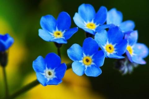 星辰花和勿忘我一样吗（勿忘我跟满天星是同一种花吗）