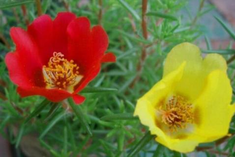 宿根太阳花冻死了还会发芽吗 宿根太阳花冬天枯萎怎么办