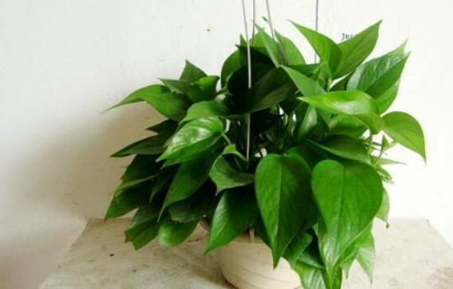 绿萝怕水多吗 绿萝怕水多吗怎么养