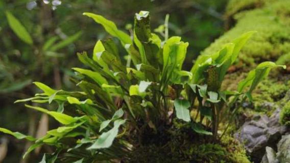 树石头是什么植物 树石头是什么植物的种子