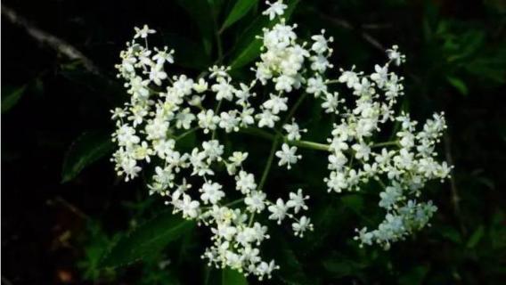 夜来香可以放在室内吗（夜来香可以放在卧室里吗）