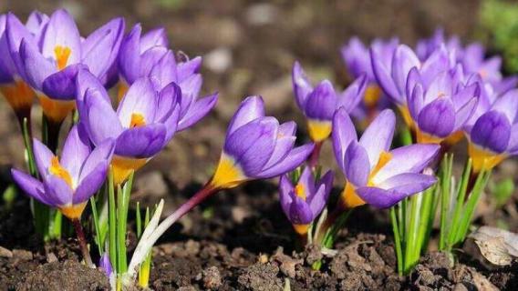 藏红花开花时间长吗 藏红花开花时间长吗图片