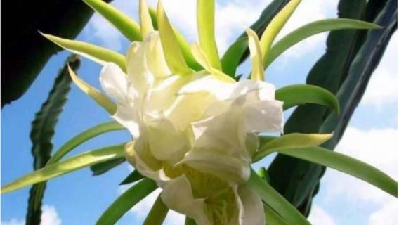 龙骨开花吗 龙骨开花吗图片大全