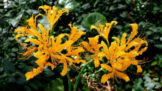 忽地笑能种家里吗