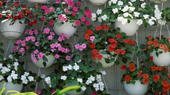 凤仙花是一年生还是多年生（凤仙花是一年生还是多年生的）