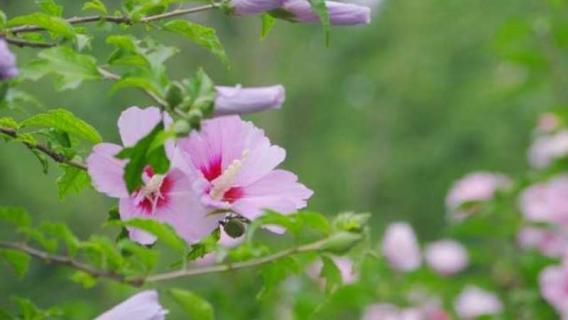 夕颜花与牵牛花的区别（牵牛花又叫夕颜花吗）