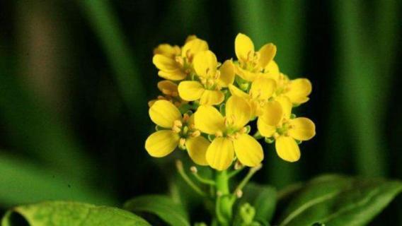 油菜花有几片花瓣 油菜花有几片花瓣几枚雄蕊