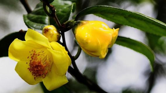 金花茶是裸子植物还是被子植物（金花茶是什么植物裸子还是被子）