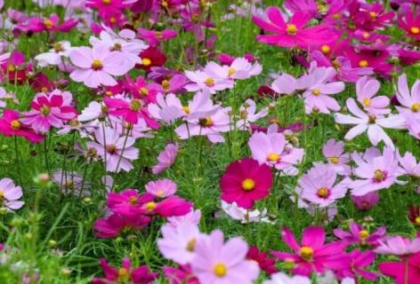 扫树梅花又名叫什么 扫树梅花还叫别的什么花吗