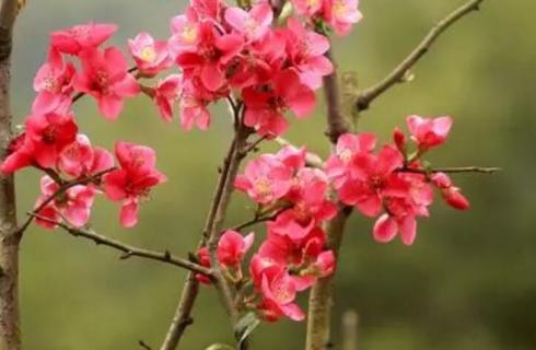 晚夜玉衡是海棠的一种吗 晚夜玉衡海棠花语