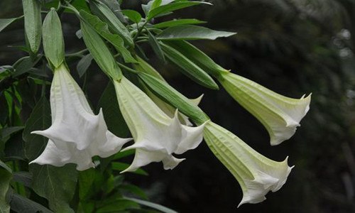 楼罗花是什么花（楼罗花是什么花种）