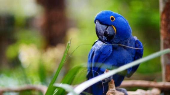 头类鹦鹉和面类鹦鹉的区别（头类鹦鹉和面类鹦鹉的区别是什么）