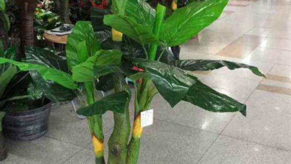 绿公主和金钻的区别（绿公主和金钻的区别在哪里）