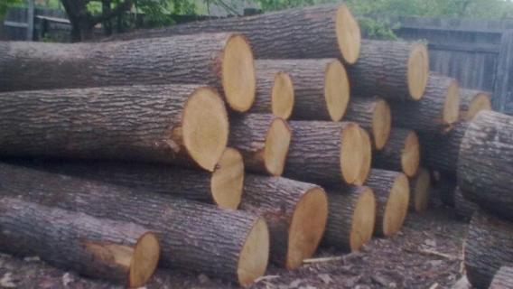 栎木是什么木（栎木是什么木材）