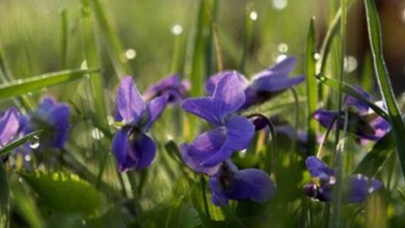 紫露兰是油画吊兰吗(油画吊兰是紫罗兰吗)