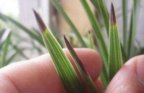 兰花焦尖是怎么回事 兰花叶焦尖